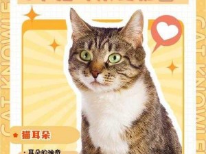 探究猫德输出手法：从实践角度解读其背后的秘密