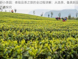 奇妙小茶园：体验品茶之旅的全过程详解：从选茶、备具到品饮的艺术探究