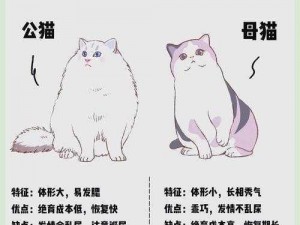 猫咪养成计划-如何科学地养成一只健康粘人的猫咪？