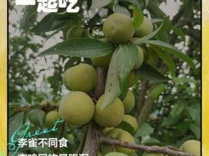 大多数李子娟的喜好：深度探讨她们的共同兴趣与偏好