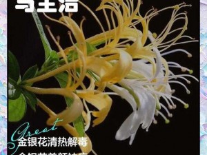 极致沉迷 TXL 金银花：清凉解热，口感甘甜，让你回味无穷