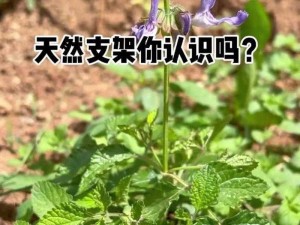 爱草网(如何在爱草网中获取更多植物知识？)