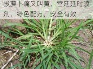 拔萝卜痛又叫黄，宫廷延时喷剂，绿色配方，安全有效