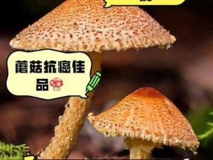 蘑菇la官方网站下载 蘑菇 la 官方网站下载链接