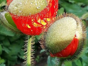 有毒草本开迷人花：自然之美与危险并存之艳丽花影揭秘