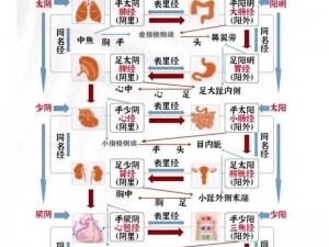 揭秘十二经脉循行奥秘：人体经络运行路线图全景解析