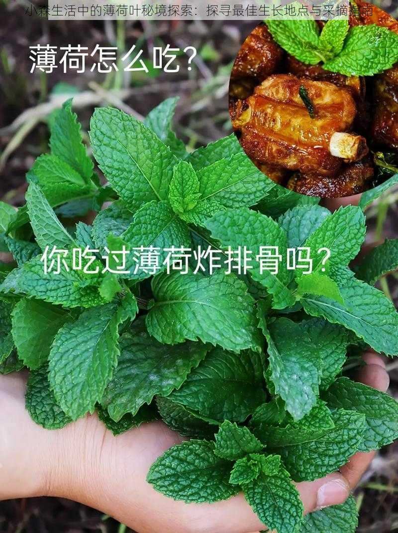 小森生活中的薄荷叶秘境探索：探寻最佳生长地点与采摘指南