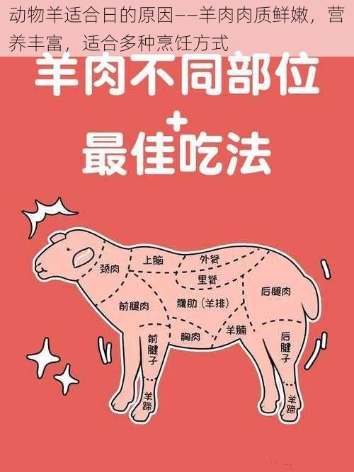 动物羊适合日的原因——羊肉肉质鲜嫩，营养丰富，适合多种烹饪方式