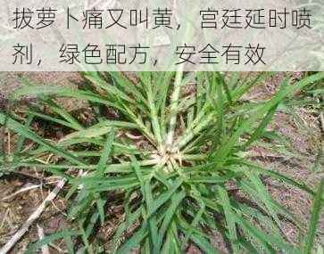 拔萝卜痛又叫黄，宫廷延时喷剂，绿色配方，安全有效