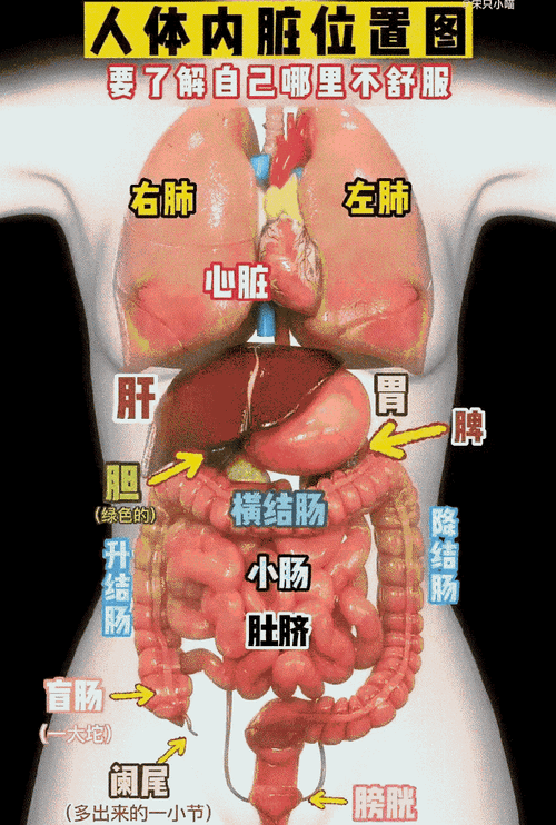 六六人体，让你更了解自己的身体