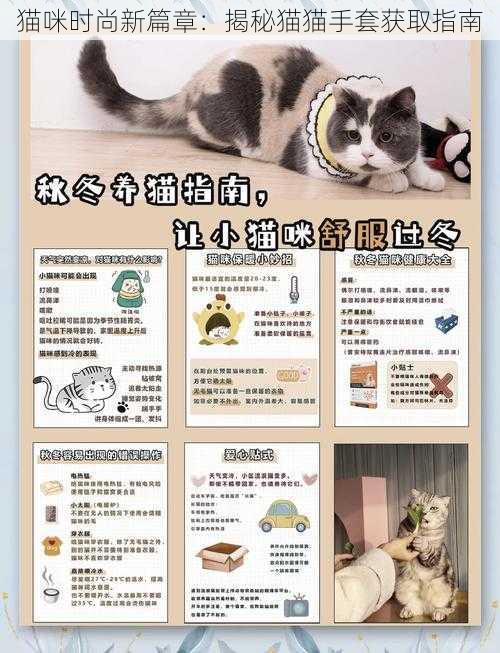 猫咪时尚新篇章：揭秘猫猫手套获取指南