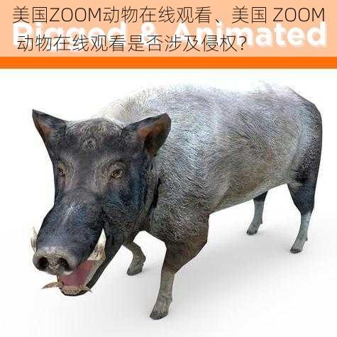 美国ZOOM动物在线观看、美国 ZOOM 动物在线观看是否涉及侵权？