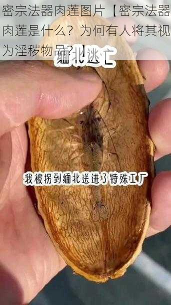 密宗法器肉莲图片【密宗法器肉莲是什么？为何有人将其视为淫秽物品？】