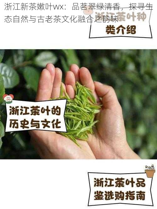 浙江新茶嫩叶wx：品茗翠绿清香，探寻生态自然与古老茶文化融合之韵味