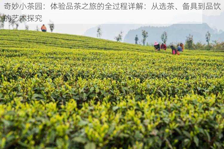 奇妙小茶园：体验品茶之旅的全过程详解：从选茶、备具到品饮的艺术探究