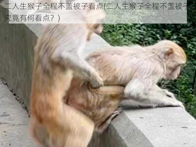 二人生猴子全程不盖被子看点(二人生猴子全程不盖被子，究竟有何看点？)