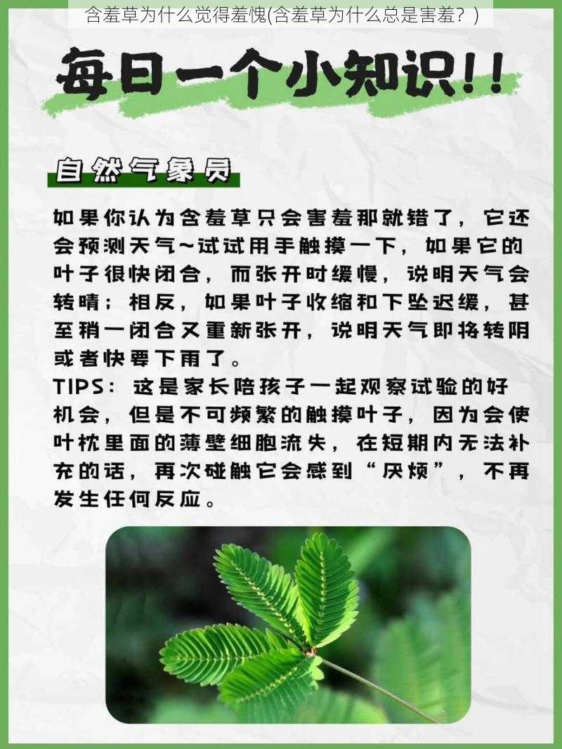 含羞草为什么觉得羞愧(含羞草为什么总是害羞？)