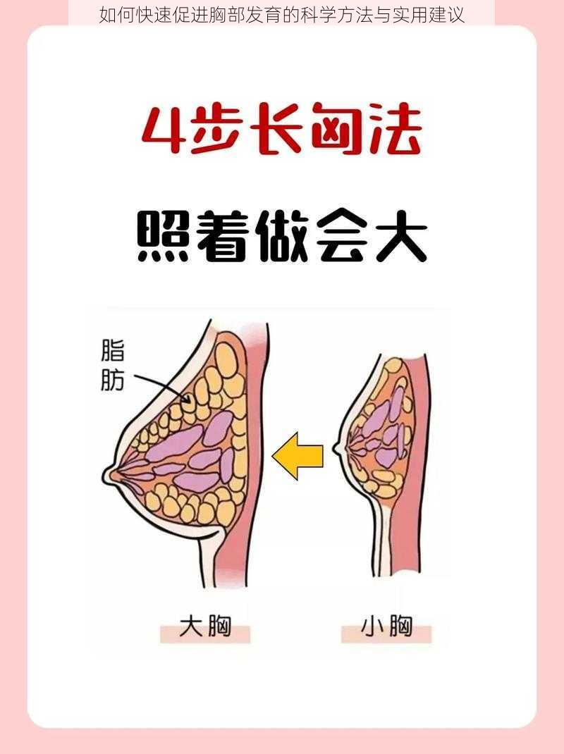 如何快速促进胸部发育的科学方法与实用建议