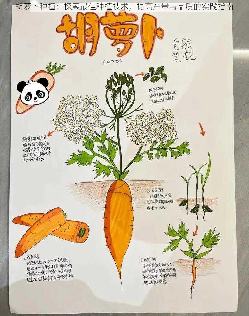 胡萝卜种植：探索最佳种植技术，提高产量与品质的实践指南