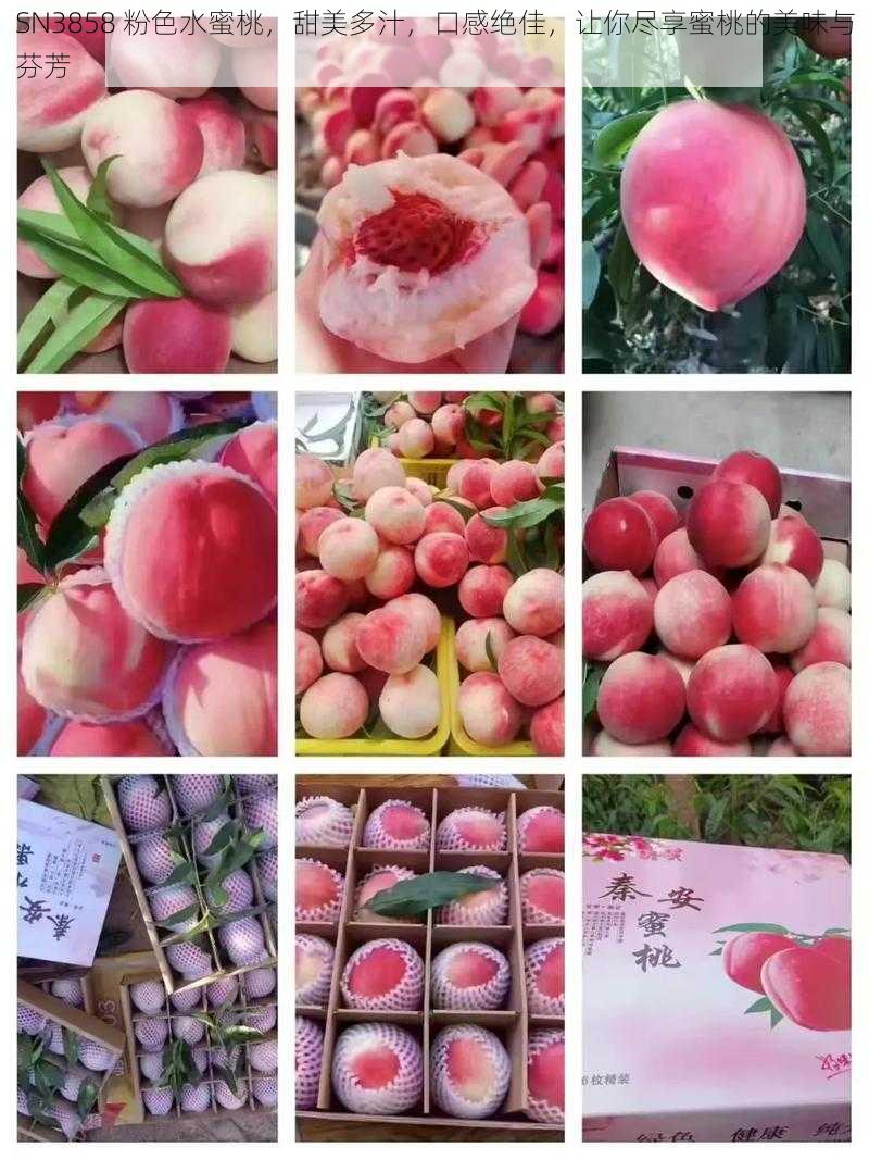 SN3858 粉色水蜜桃,甜美多汁,口感绝佳,让你尽享蜜桃的美味与芬芳