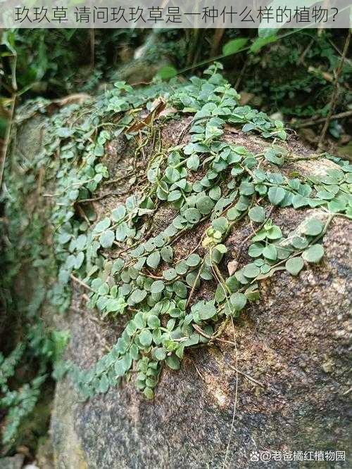 玖玖草 请问玖玖草是一种什么样的植物?