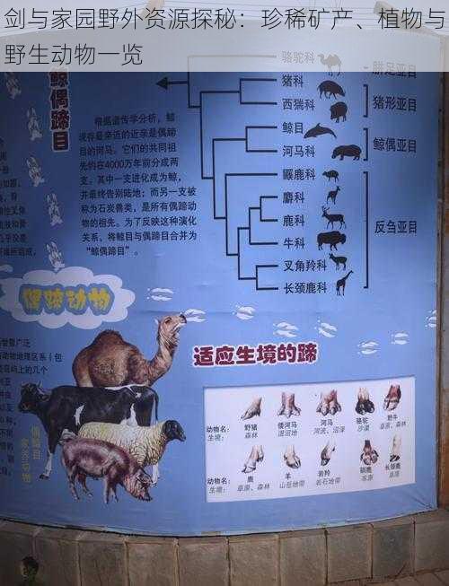 剑与家园野外资源探秘:珍稀矿产、植物与野生动物一览