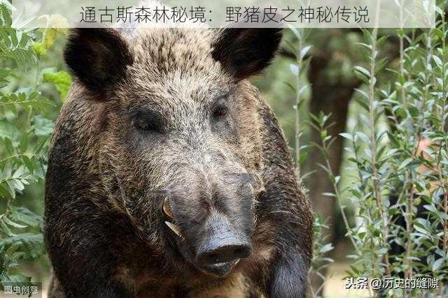 通古斯森林秘境:野猪皮之神秘传说